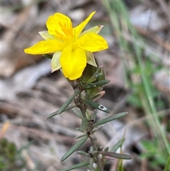 Hibbertia calycina (Lesser Guinea-flower) at Jerrabomberra, NSW - 28 Sep 2025 by SteveBorkowskis