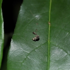 Arkys curtulus at Acton, ACT - suppressed