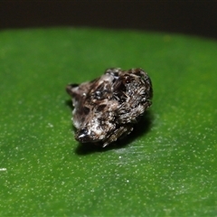 Arkys curtulus at Acton, ACT - suppressed