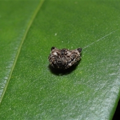 Arkys curtulus at Acton, ACT - suppressed