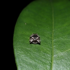 Arkys curtulus at Acton, ACT - suppressed