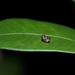 Arkys curtulus at Acton, ACT - suppressed