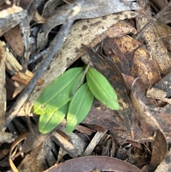 Chiloglottis sp. (A Bird/Wasp Orchid) by LisaH