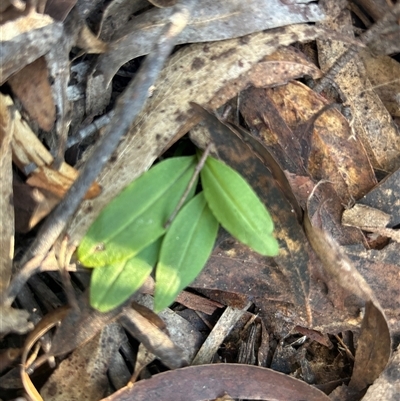 Chiloglottis sp. (A Bird/Wasp Orchid) at  - suppressed by LisaH