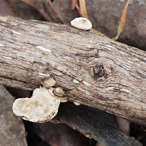 Unverified Fungus at Chiltern, VIC - 28 Sep 2025 by KylieWaldon