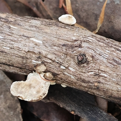 Unverified Fungus at Chiltern, VIC - 28 Sep 2025 by KylieWaldon