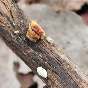 Unverified Fungus at Chiltern, VIC - 28 Sep 2025 by KylieWaldon
