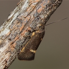 Leistomorpha brontoscopa (A concealer moth) at Chiltern, VIC - 28 Sep 2025 by KylieWaldon