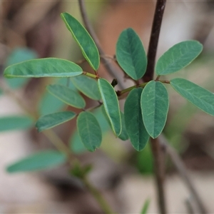 Indigofera australis subsp. australis by KylieWaldon