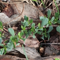 Hibbertia obtusifolia at Chiltern, VIC - 28 Sep 2025 by KylieWaldon