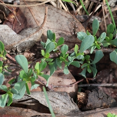 Hibbertia obtusifolia at Chiltern, VIC - 28 Sep 2025 by KylieWaldon