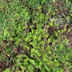 Trifolium campestre at Chiltern, VIC - 28 Sep 2025 by KylieWaldon