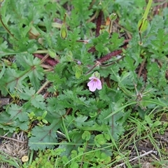 Unverified Other Wildflower or Herb at Chiltern, VIC - 28 Sep 2025 by KylieWaldon