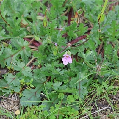Unverified Other Wildflower or Herb at Chiltern, VIC - 28 Sep 2025 by KylieWaldon