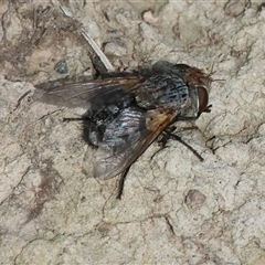Calliphora sp. (genus) (Unidentified blowfly) at Chiltern, VIC - 28 Sep 2025 by KylieWaldon