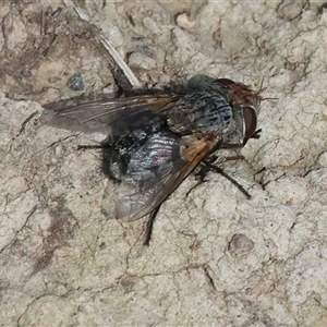 Calliphora sp. (genus) (Unidentified blowfly) at Chiltern, VIC - 28 Sep 2025 by KylieWaldon