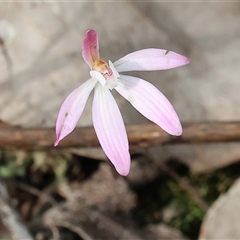 Caladenia fuscata by KylieWaldon