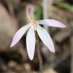 Caladenia fuscata by KylieWaldon