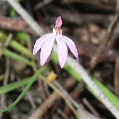 Caladenia fuscata by KylieWaldon