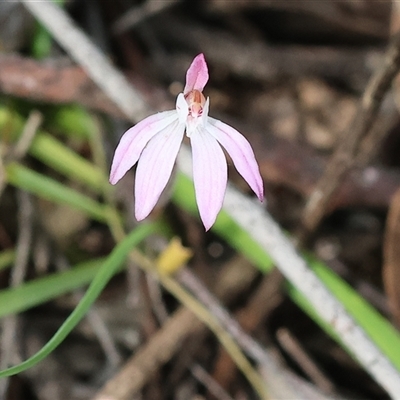 Caladenia fuscata at  - suppressed by KylieWaldon
