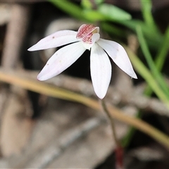 Caladenia fuscata by KylieWaldon