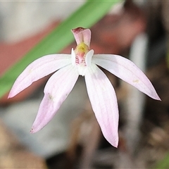 Caladenia fuscata (Dusky Fingers) at Chiltern, VIC - 28 Sep 2025 by KylieWaldon