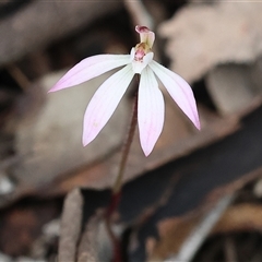 Caladenia fuscata (Dusky Fingers) at Chiltern, VIC - 28 Sep 2025 by KylieWaldon