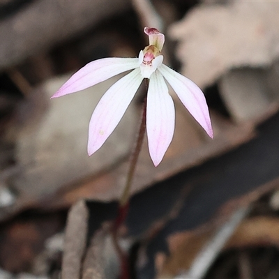 Caladenia fuscata (Dusky Fingers) at Chiltern, VIC - 28 Sep 2025 by KylieWaldon
