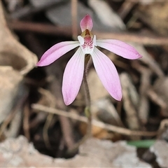 Caladenia fuscata by KylieWaldon
