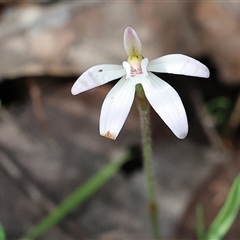 Caladenia fuscata at Chiltern, VIC - 28 Sep 2025 by KylieWaldon