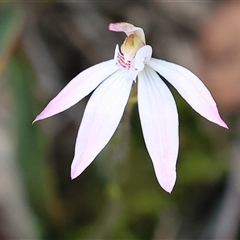 Caladenia fuscata by KylieWaldon