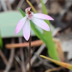 Caladenia fuscata (Dusky Fingers) at Chiltern, VIC - 28 Sep 2025 by KylieWaldon