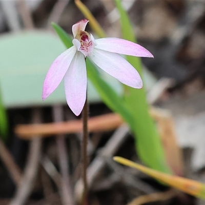 Caladenia fuscata (Dusky Fingers) at Chiltern, VIC - 28 Sep 2025 by KylieWaldon
