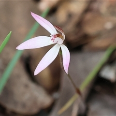 Caladenia fuscata (Dusky Fingers) at Chiltern, VIC - 28 Sep 2025 by KylieWaldon