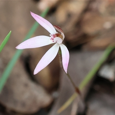 Caladenia fuscata (Dusky Fingers) at Chiltern, VIC - 28 Sep 2025 by KylieWaldon