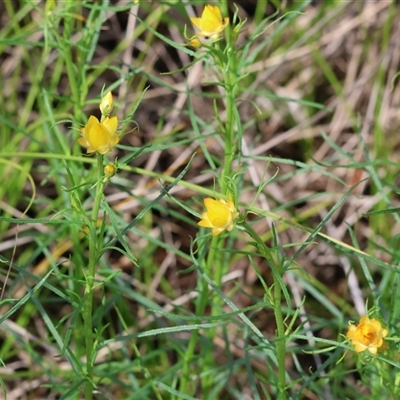 Xerochrysum viscosum at Chiltern, VIC - 28 Sep 2025 by KylieWaldon