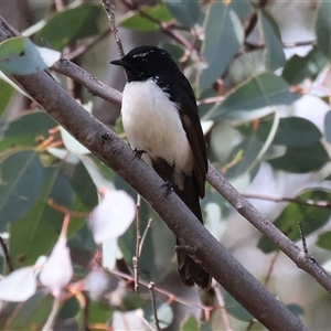 Rhipidura leucophrys (Willie Wagtail) at Chiltern, VIC - 28 Sep 2025 by KylieWaldon