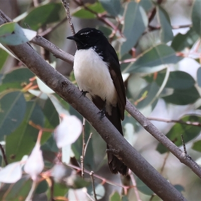 Rhipidura leucophrys (Willie Wagtail) at Chiltern, VIC - 28 Sep 2025 by KylieWaldon
