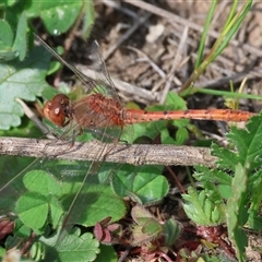 Diplacodes bipunctata (Wandering Percher) at Chiltern, VIC - 28 Sep 2025 by KylieWaldon