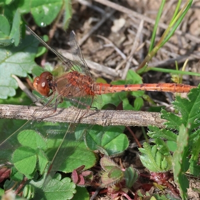 Diplacodes bipunctata (Wandering Percher) at Chiltern, VIC - 28 Sep 2025 by KylieWaldon