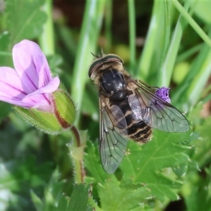 Dasybasis sp. (genus) (A march fly) at Chiltern, VIC - 28 Sep 2025 by KylieWaldon