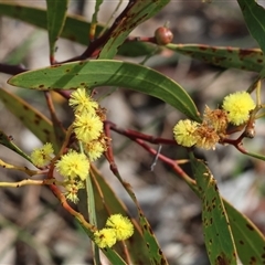 Acacia buxifolia subsp. buxifolia at Chiltern, VIC - 28 Sep 2025 by KylieWaldon