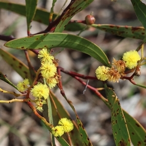 Acacia buxifolia subsp. buxifolia at Chiltern, VIC - 28 Sep 2025 by KylieWaldon