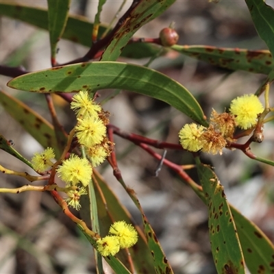 Acacia buxifolia subsp. buxifolia at Chiltern, VIC - 28 Sep 2025 by KylieWaldon