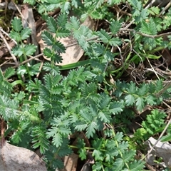 Acaena (genus) at Chiltern, VIC - 28 Sep 2025 by KylieWaldon