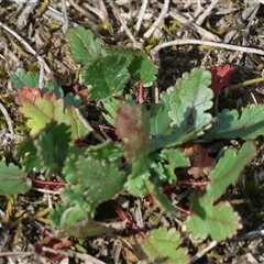 Unverified Other Wildflower or Herb at Chiltern, VIC - 28 Sep 2025 by KylieWaldon