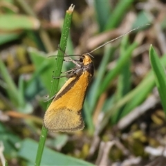 Philobota arabella (Concealer moth) at Chiltern, VIC - 28 Sep 2025 by KylieWaldon