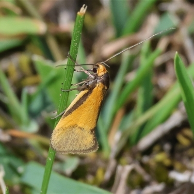 Philobota arabella (Concealer moth) at Chiltern, VIC - 28 Sep 2025 by KylieWaldon