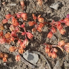 Crassula sieberiana at Chiltern, VIC - 28 Sep 2025 by KylieWaldon
