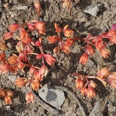 Crassula sieberiana at Chiltern, VIC - 28 Sep 2025 by KylieWaldon
